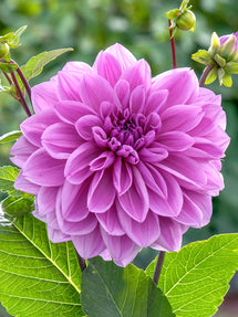 Dalia Lilac Time