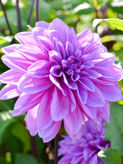 Dalia Lilac Time z Holandii