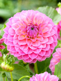 Dalia Linda's Baby