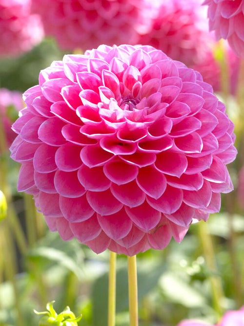 Dalia Linda's Baby cebulki kwiatów 