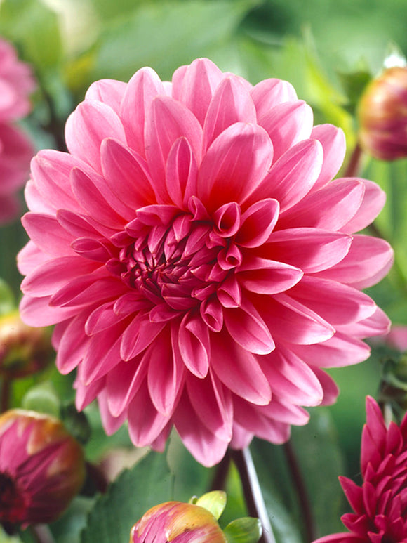 Dalia Lucky Number