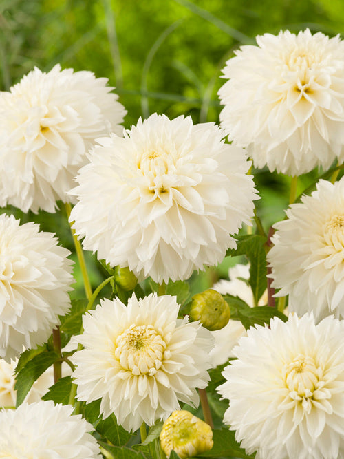 Dalia Myama Fubuki typu fimbriata w ogrodzie