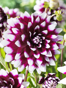 Dalia Mystery Day