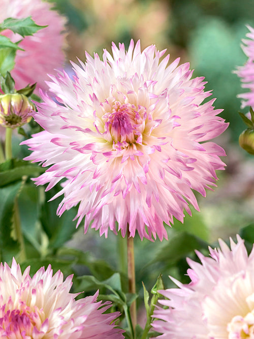 Dalia Nadia Ruth o ogromnych pastelowych kwiatach