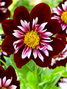 Dalia Night Butterfly