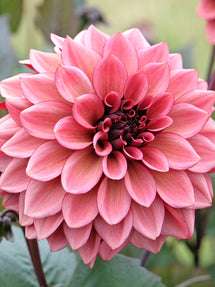 Dalia Night Silence