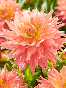 Dalia Omega