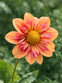 Dalia Orange Hype