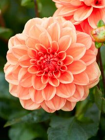 Dalia Orange Nugget