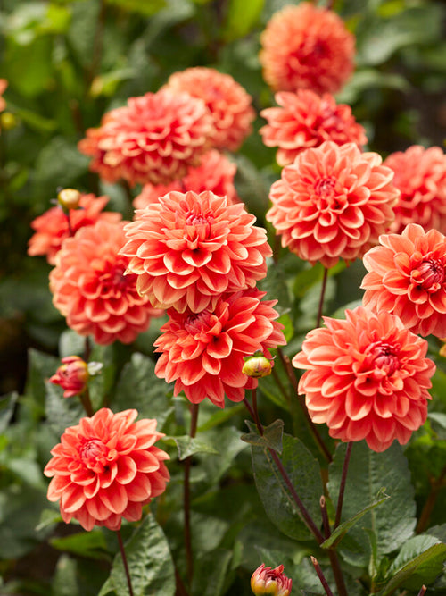 Dalia Orange Nugget - Dalie Bulwy