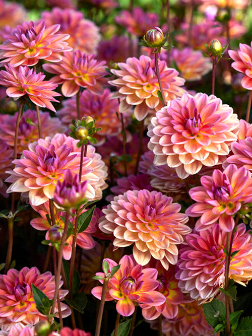 Dalia Pacific View Dalie Bulwy