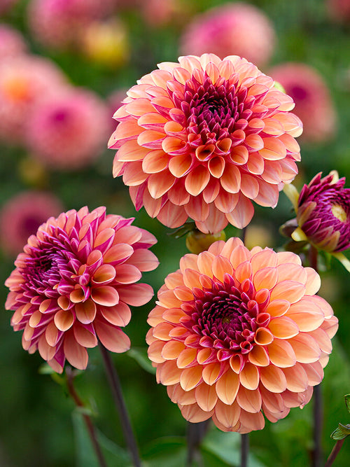 Dahlia Palmares