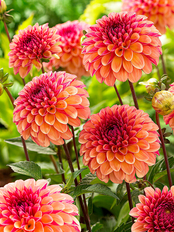 Dahlia Palmares