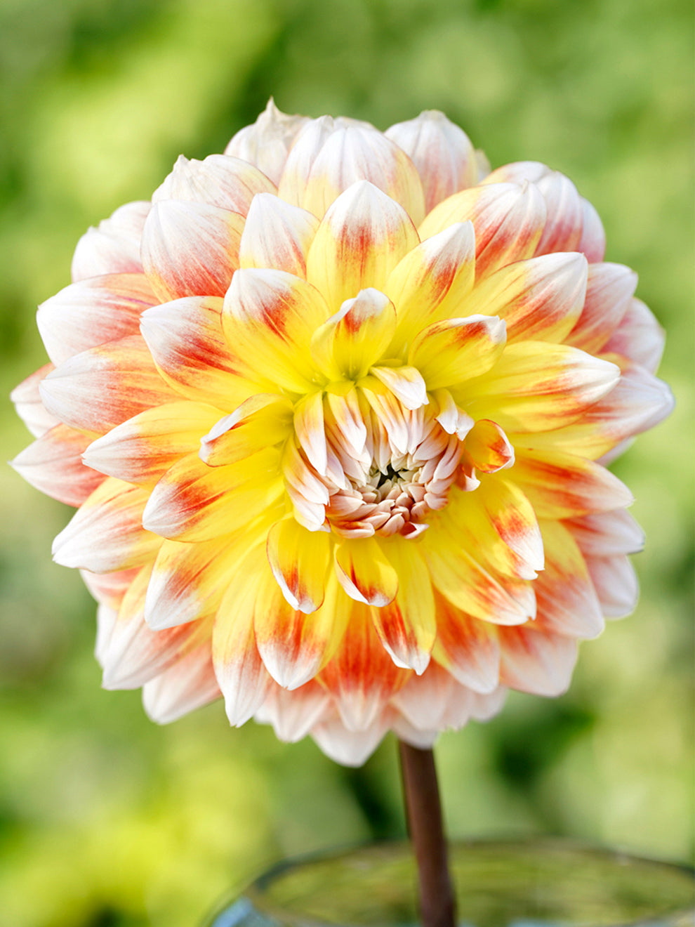 Kup Dalia 'Peaches and Cream' najwyższej jakości | DutchGrown™