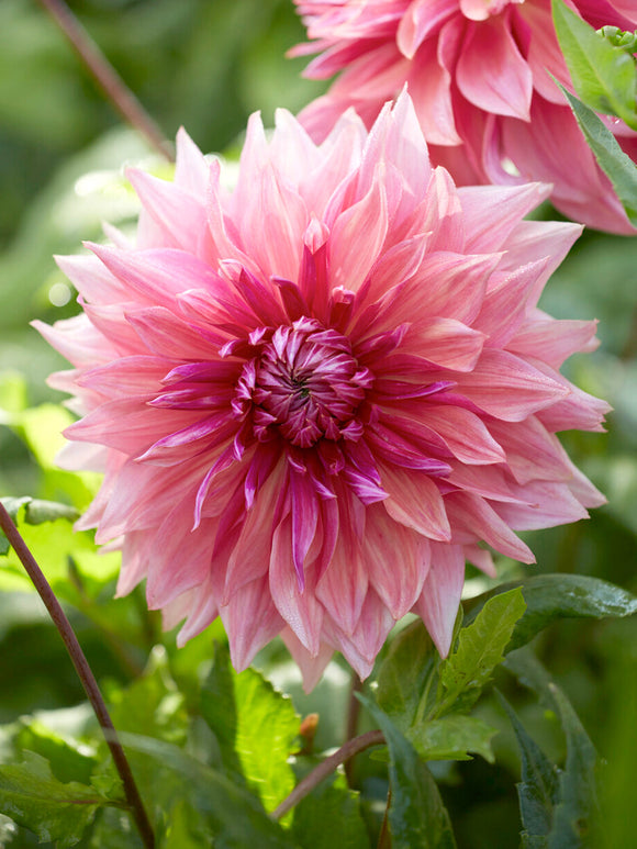 Dalia Penhill Dark Monarch o ogromnych kwiatach
