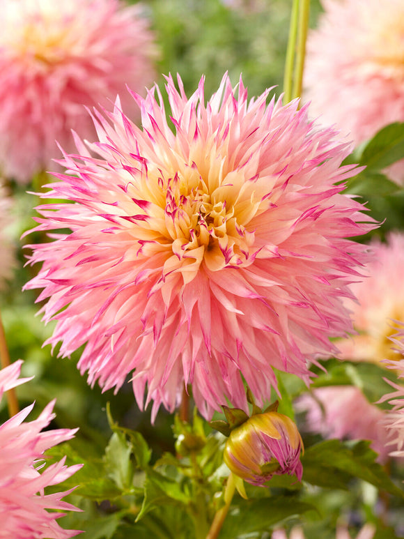 Kwiat dalii Pinelands Princess typu fimbriata