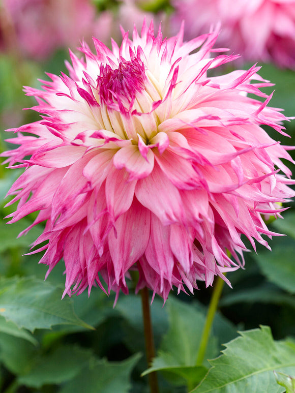 Dalia Pinelands Princess na romantycznej rabacie