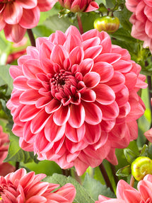 Dalia Pink Runner