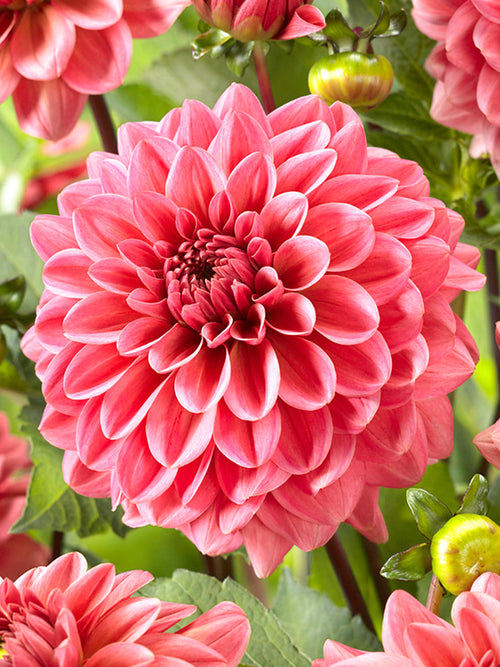 Dalia Pink Runner z Holandii
