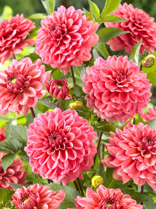 Dalia Pink Runner | DutchGrown™