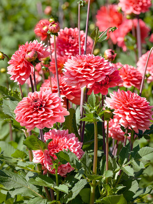 Dalia Pink Runner - Dalie Bulwy