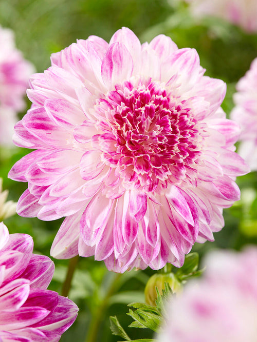 Dalia Que Sera o anemonowych kwiatach
