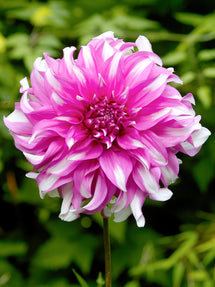 Dalia Radegast
