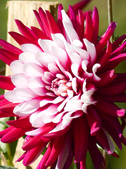 Dalia Rebecca's World z wysyłką na wiosnę