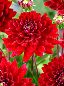 Dalia Red Runner