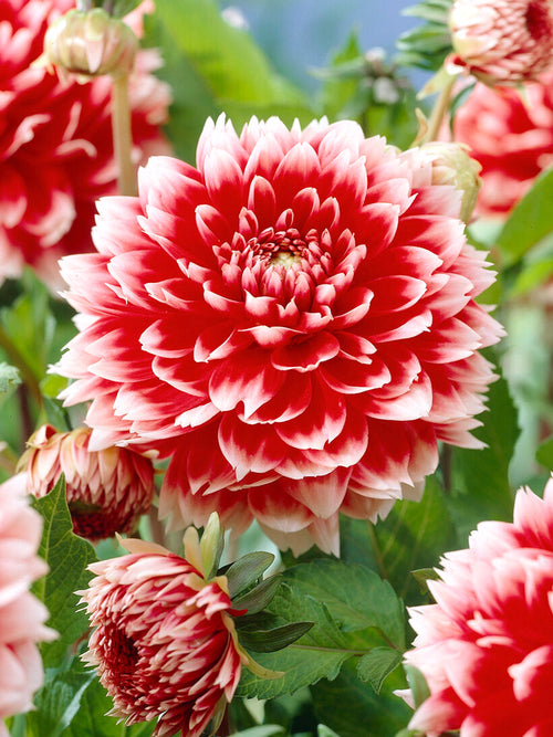 Dwukolorowa dalia fimbriata Red and White Fubuki