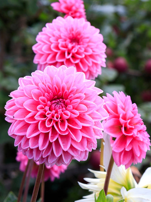 Dalia Sandra - Dalie Bulwy