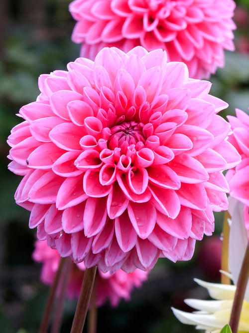 Dalia Sandra | DutchGrown™
