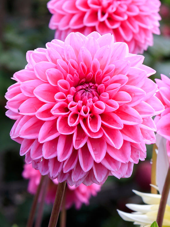 Dalia Sandra | DutchGrown™
