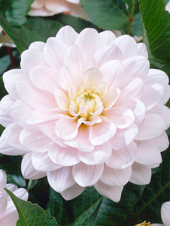 Dalia Silver Years - cebulki kwiatów 