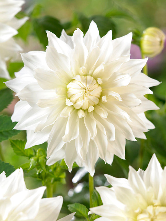 Dalia Snowbound - cebulki kwiatów 