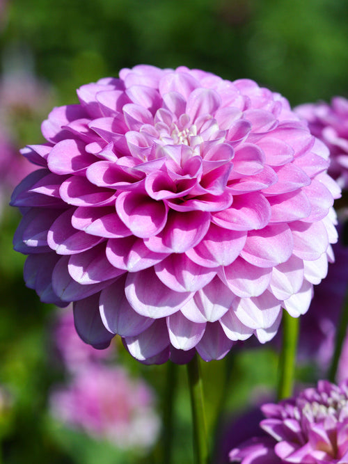 Dalia Stolze von Berlin - Dalie Bulwy