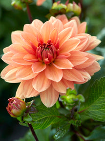 Dalia Summer Flame