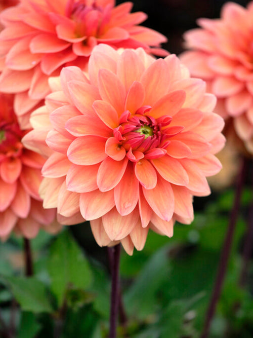 Dalia Summer Flame - cebulki kwiatów