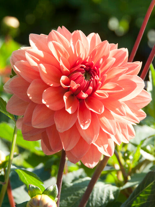 Dalia Summer Flame najwyższej jakości