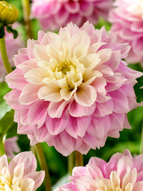 Dalia Sweet Love