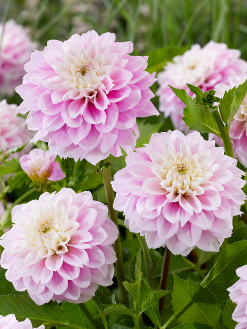 Dalia Sweet Love z wysyłką na wiosnę 