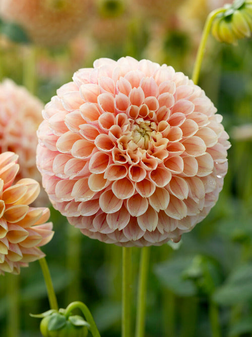 Ball dalia ‘Sweet Suzanne’ w ogrodowej rabacie
