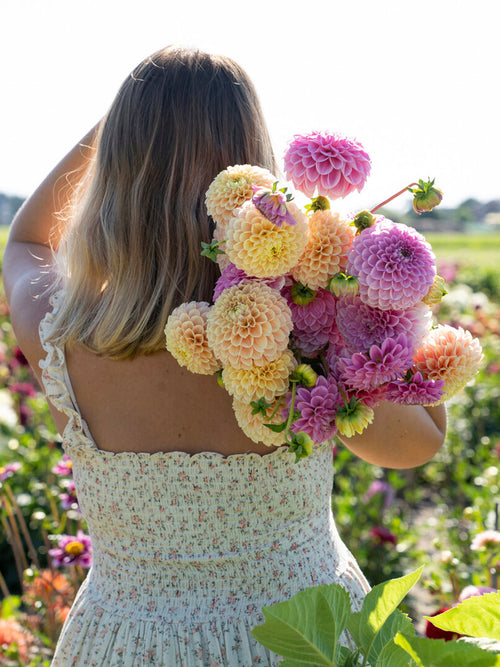 Bulwy dalii ‘Sweet Suzanne’ DutchGrown™