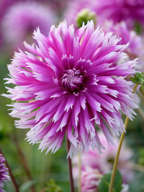 Dalia Table Dancer | DutchGrown™