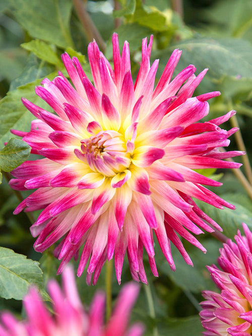 Dalia Tahiti Sunrise