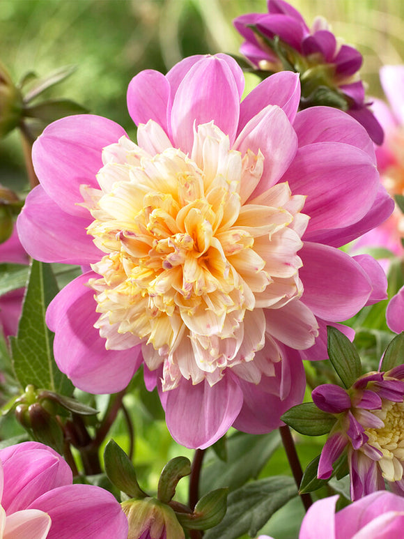 Dalia Take Off