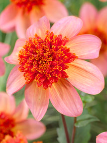 Dalia Totally Tangerine