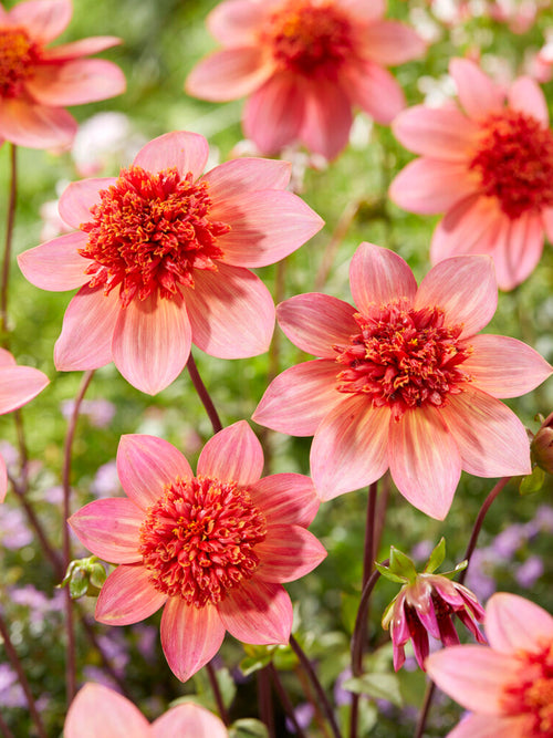 Dalia Totally Tangerine najwyższej jakości 