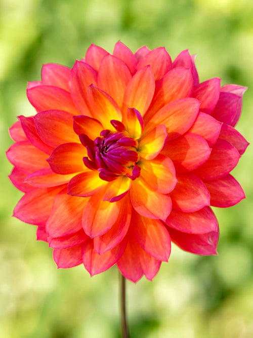 Dalia Tricolore