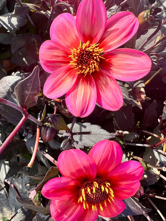 Dalia Tricolore - cebulki kwiatów 